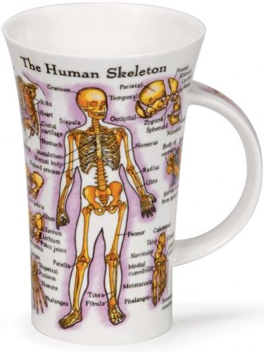 Human Body by Glencoe