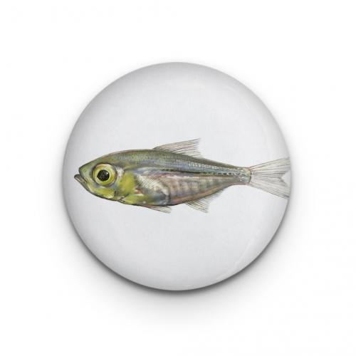 Little Fish Magnet