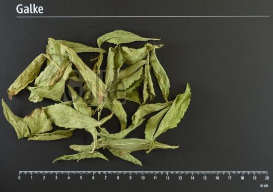 S��krautbl�tter (Stevia) ganz BIO 1 OG = 5000 g